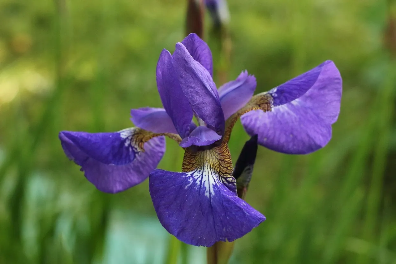 Diosa Iris de Guy Head
